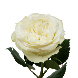 Mayra White Garden Rose - 75 Stems White roses - fresh-cut roses by Bloomingmore - ideal for weddings and floral events