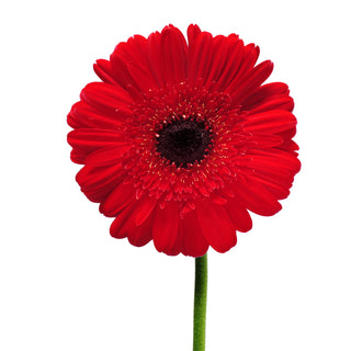 Red Gerberas Red flowers - fresh-cut flowers by Bloomingmore - ideal for weddings and floral events