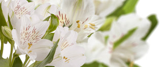White natural peonies 