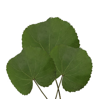 Galax Leaves - 150 Stems Green flowers - fresh-cut flowers by Bloomingmore - ideal for weddings and floral events