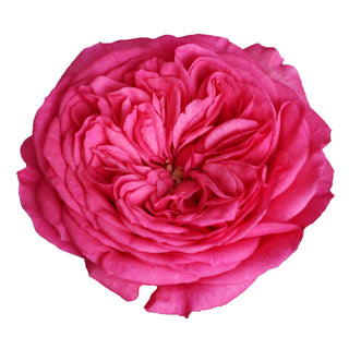 Baronesse Garden Rose - 36 stems Pink roses - fresh-cut roses by Bloomingmore - ideal for weddings and floral events