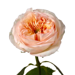 Cream Xpression Rose Garden - 36 stems Pink roses - fresh-cut roses by Bloomingmore - ideal for weddings and floral events