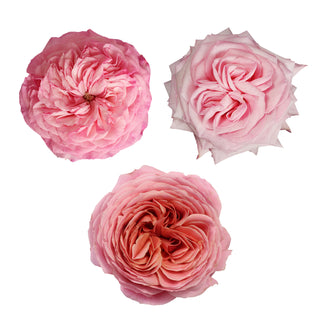 Light Pink Garden Rose - 36 stems Pink roses - fresh-cut roses by Bloomingmore - ideal for weddings and floral events