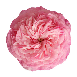 Light Pink Garden Rose - 36 stems Pink roses - fresh-cut roses by Bloomingmore - ideal for weddings and floral events