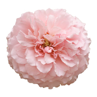 Mayra's Garden Rose Pink roses - fresh-cut roses by Bloomingmore - ideal for weddings and floral events