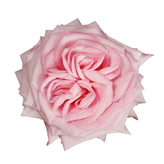 Pink O'hara Garden Rose Pink roses - fresh-cut roses by Bloomingmore - ideal for weddings and floral events