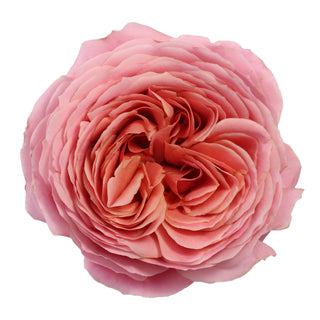 Romantic Antique Garden Rose - 36 stems Pink roses - fresh-cut roses by Bloomingmore - ideal for weddings and floral events
