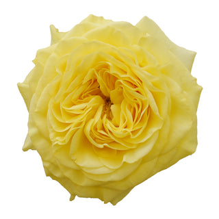 Yellow Garden Rose Yellow roses - fresh-cut roses by Bloomingmore - ideal for weddings and floral events