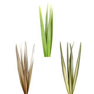 Assorted Flax Combo Box Green flowers - fresh-cut flowers by Bloomingmore - ideal for weddings and floral events