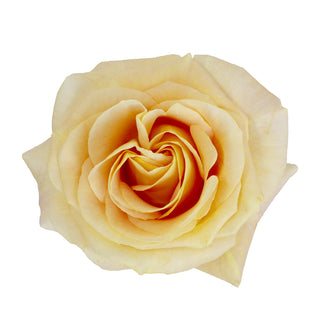 Garden Rose, Apricot Swirl - 36 Stems Yellow roses - fresh-cut roses by Bloomingmore - ideal for weddings and floral events