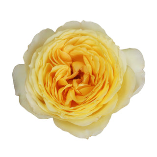 Garden Rose, Caramel Antike - 36 Stems Cream roses - fresh-cut roses by Bloomingmore - ideal for weddings and floral events