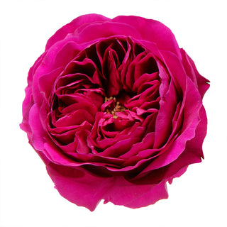 Darcey - David Austin Garden Rose - 36 stems Red roses - fresh-cut roses by Bloomingmore - ideal for weddings and floral events