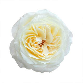 David Austin White Garden Rose Collection - 36 Stems White roses - fresh-cut roses by Bloomingmore - perfect for gifting or decoration