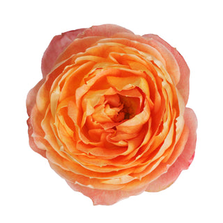 Garden Rose Japenese, Princess Aiko - 36 Stems Peach roses - fresh-cut roses by Bloomingmore - ideal for weddings and floral events