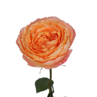 Garden Rose Japenese, Princess Aiko - 36 Stems Peach roses - fresh-cut roses by Bloomingmore - ideal for weddings and floral events