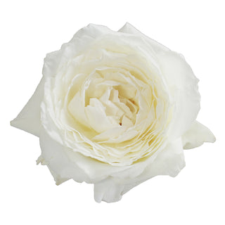 Garden Rose Japanese, Princess Miyuki - 36 Stems White roses - fresh-cut roses by Bloomingmore - ideal for weddings and floral events