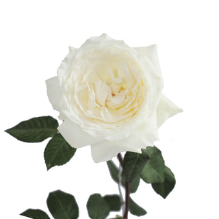 Garden Rose Japanese, Princess Miyuki - 36 Stems White roses - fresh-cut roses by Bloomingmore - ideal for weddings and floral events