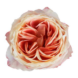 Garden Rose Japanese, Princess Sakura - 36 Stems Peach roses - fresh-cut roses by Bloomingmore - ideal for weddings and floral events