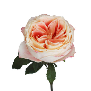 Garden Rose Japanese, Princess Sakura - 36 Stems Peach roses - fresh-cut roses by Bloomingmore - ideal for weddings and floral events
