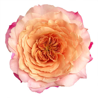Miyabi Garden Rose Pink roses - fresh-cut roses by Bloomingmore - ideal for weddings and floral events