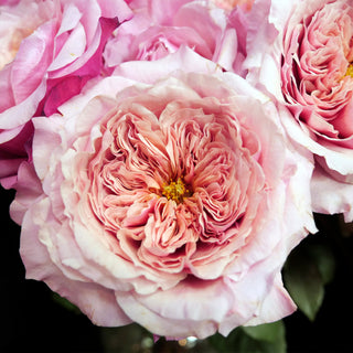 Miyabi Garden Rose Pink roses - fresh-cut roses by Bloomingmore - ideal for weddings and floral events