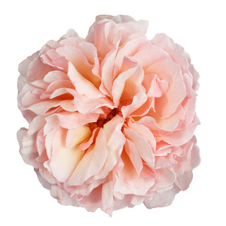 Garden Rose, Princess Charlene of Monaco - 36 Stems Pink roses - fresh-cut roses by Bloomingmore - ideal for weddings and floral events