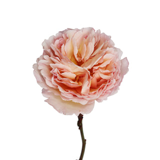 Garden Rose, Princess Charlene of Monaco - 36 Stems Pink roses - fresh-cut roses by Bloomingmore - ideal for weddings and floral events