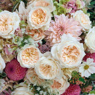 Purity David Austin Garden Rose White roses - fresh-cut roses by Bloomingmore - ideal for weddings and floral events