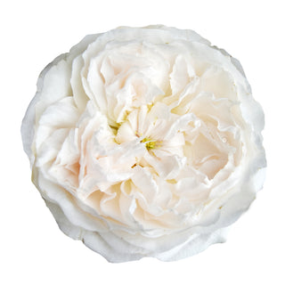 Purity David Austin Garden Rose White roses - fresh-cut roses by Bloomingmore - ideal for weddings and floral events
