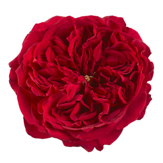 Tess - David Austin Garden Red Rose Red roses - fresh-cut roses by Bloomingmore - ideal for weddings and floral events