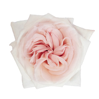 Garden Rose, White O'Hara - 36 Stems White roses - fresh-cut roses by Bloomingmore - ideal for weddings and floral events