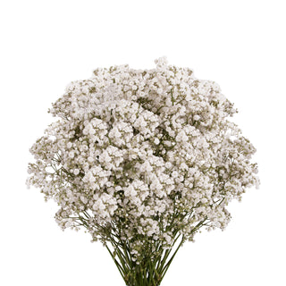 Gypsophila - Cotton White flowers - fresh-cut flowers by Bloomingmore - ideal for weddings and floral events