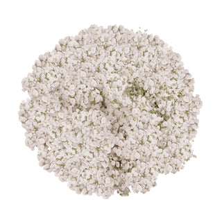 Gypsophila - Cotton White flowers - fresh-cut flowers by Bloomingmore - ideal for weddings and floral events