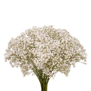Baby's Breath - Million Star White flowers - fresh-cut flowers by Bloomingmore - ideal for weddings and floral events
