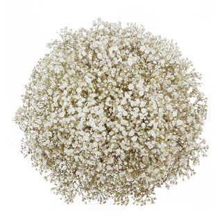 Baby's Breath - Million Star White flowers - fresh-cut flowers by Bloomingmore - ideal for weddings and floral events