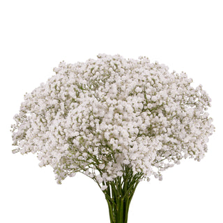 Gypsophila - Xlence White flowers - fresh-cut flowers by Bloomingmore - ideal for weddings and floral events
