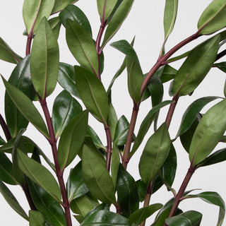 Hebes Green flowers - fresh-cut flowers by Bloomingmore - ideal for weddings and floral events