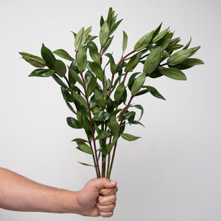 Hebes Green flowers - fresh-cut flowers by Bloomingmore - ideal for weddings and floral events