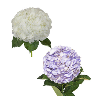 White and Painted Lavender Hydrangeas White flowers - fresh-cut flowers by Bloomingmore - ideal for weddings and floral events