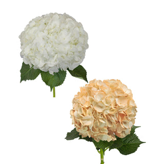 White and Painted Peach Hydrangeas White flowers - fresh-cut flowers by Bloomingmore - ideal for weddings and floral events