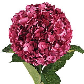 Burgundy Painted Hydrangeas Burgundy flowers - fresh-cut flowers by Bloomingmore - ideal for weddings and floral events
