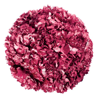 Burgundy Painted Hydrangeas Burgundy flowers - fresh-cut flowers by Bloomingmore - ideal for weddings and floral events