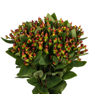Burgundy Hypericum Green flowers - fresh-cut flowers by Bloomingmore - ideal for weddings and floral events