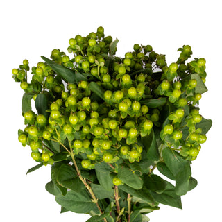 Green Hypericum Green flowers - fresh-cut flowers by Bloomingmore - ideal for weddings and floral events