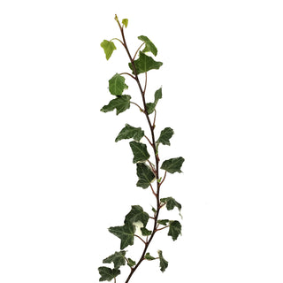 Variegated Ivy Green flowers - fresh-cut flowers by Bloomingmore - ideal for weddings and floral events