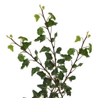 Variegated Ivy Green flowers - fresh-cut flowers by Bloomingmore - ideal for weddings and floral events