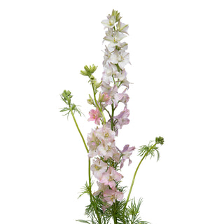Larkspur pink - 120 Stems Pink flowers - fresh-cut flowers by Bloomingmore - ideal for weddings and floral events