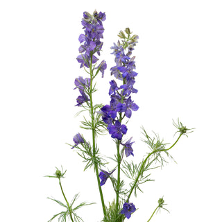 Larkspur purple - 120 Stems Purple flowers - fresh-cut flowers by Bloomingmore - ideal for weddings and floral events