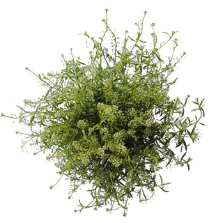 Green Dragon Lepidium Green flowers - fresh-cut flowers by Bloomingmore - ideal for weddings and floral events