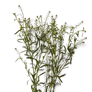 Green Dragon Lepidium Green flowers - fresh-cut flowers by Bloomingmore - ideal for weddings and floral events